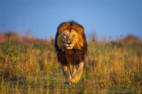Wild Lion 1xbet